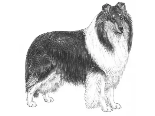 En vacker teckning av en ståtlig collie långhårig med sin imponerande päls.