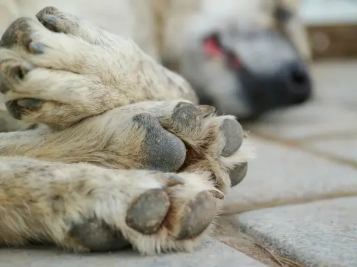 En hunds tassar vilar på stenplattor. En av tassarna är i fokus, med tydliga trampdynor och klor. I bakgrunden syns hundens huvud, med nos och öga. Kanske är det en miller klotång som har fått sig en välförtjänt vila.