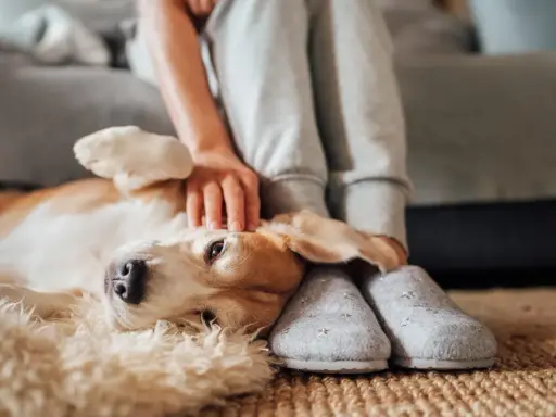 En hund med kennelhosta vilar på en matta medan en person klappar den.