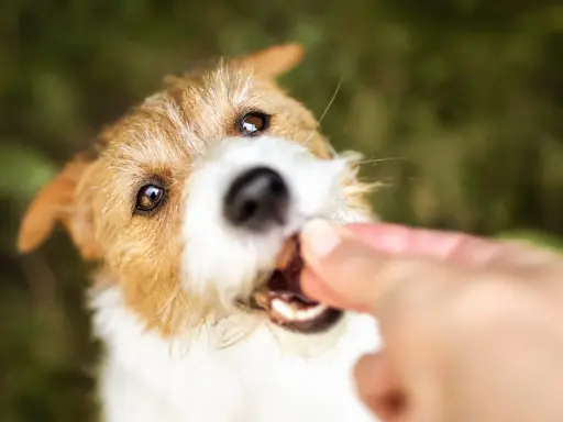 En söt lakrits hund får en godbit från en hand.