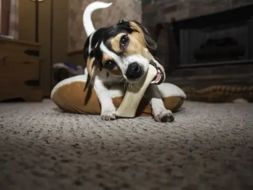 En hund njuter av ett 2pets tuggben på sin bädd.