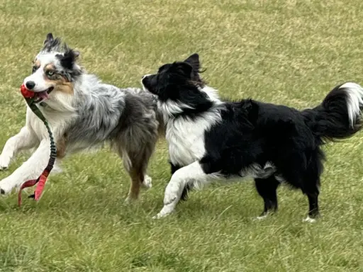 Två border collies leker glatt i gräset, en med en röd boll i munnen. Deras lekfulla energi visar verkligen border collie temperament.