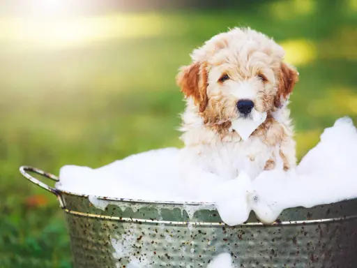 En söt valp i ett badkar med skum. Frågan om hur ofta ska man duscha en hund är viktig för dess välmående.