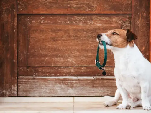 En terrier sitter framför en sliten trädörr och håller ett grönt halsband i munnen, redo för en promenad.
