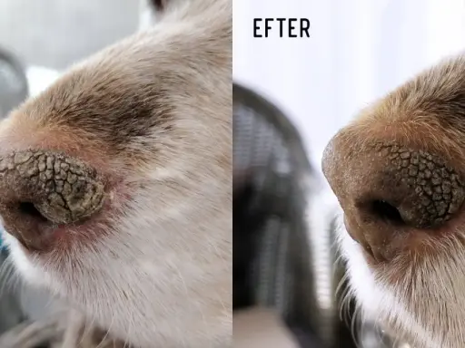 Före och efter-bilder på en hunds nos. Före är en torr, sprucken nos. Efter är en mjukare, friskare nos.