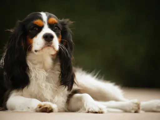 En Cavalier King Charles Spaniel vilar utomhus. Rasen är känd för vissa cavalier king charles spaniel sjukdomar, men denna hund ser frisk ut.