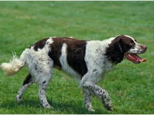 En brun-vit fågelhund raser springer på en grön gräsmatta.