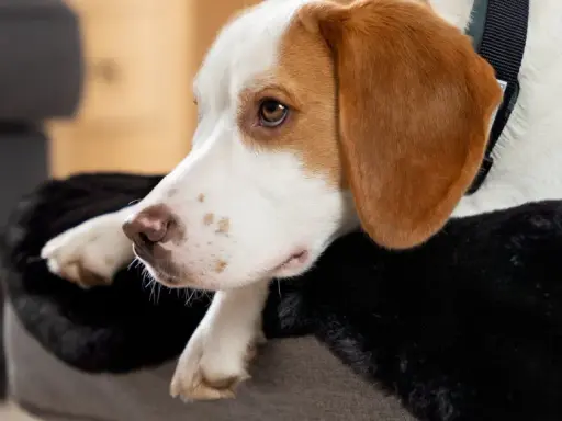 En tjock hund vilar på sin mjuka bädd, med en trött blick.