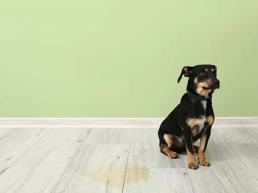 En liten hund sitter bredvid en pöl på golvet. Frågan är hur ofta kissar en hund?