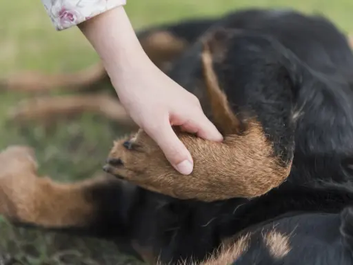 En hand vilar på en hunds tass. Hunden, en rottweiler, ligger på gräset.