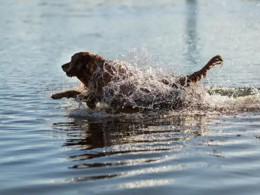 En brun hund plaskar genom vattnet, dess päls blöt och stänkande. En bild av ren glädje och ett **standardt immun** system i full aktion.