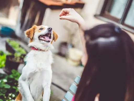 Glad hund hoppar för godis från sin ägare. Två älskade husdjur njuter av en solig dag.