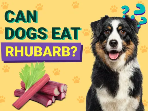 En hund undrar om rabarber är säkert att äta.