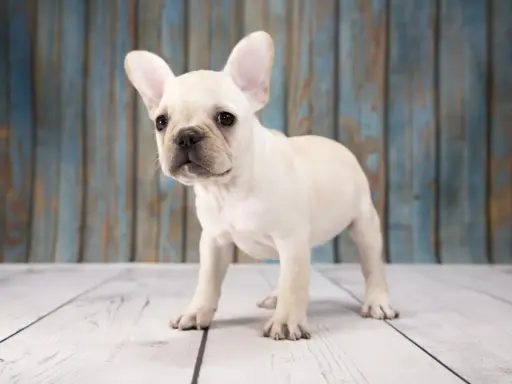 En söt fransk bulldoggvalp med stora öron står på ett trägolv. Dess lekfulla fransk bulldogg temperament lyser igenom.