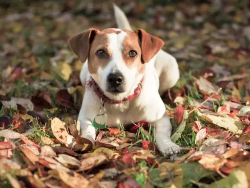 En dansk-svensk gårdshund ligger i höstlöv. Inga problem här, bara en söt hund som njuter av hösten.
