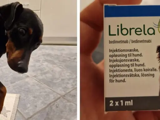 En liten hund med mörkt päls och brun nos. Bredvid syns en förpackning med Librela, en injektion mot artros hos hund.