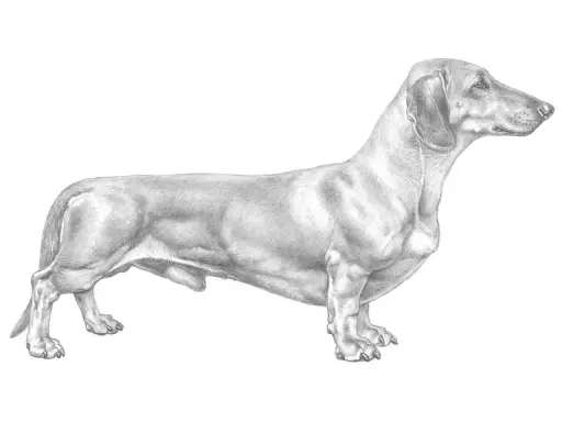Teckning av en tax med lång kropp och korta ben. Hunden står i profil, redo för en promenad.