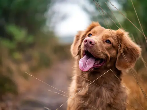 En brun hund med tungan ute, som andas snabbt, tittar uppåt i en grön och brun miljö.