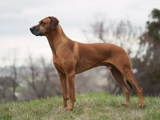 En ståtlig rhodesian ridgeback står på en grönskande kulle, redo för äventyr.
