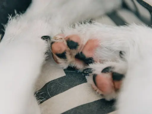 Mjuka, rosa trampdynor med svarta fläckar på en randig kudde. En liten hunds tassar, som om de vore insmorda med standardt kalksalva för extra mjukhet.