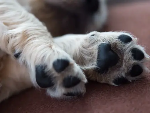 En söt valp vilar sina tassar. En av dem verkar lite öm, kanske en hund haltar.