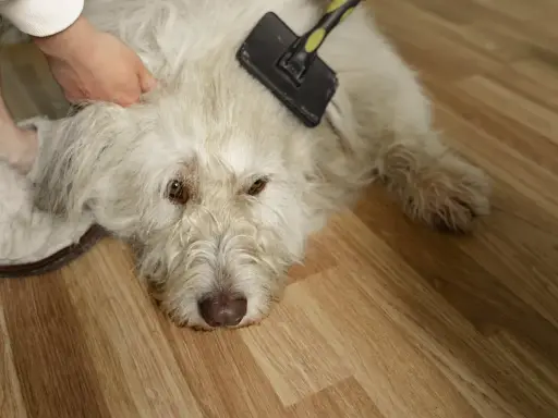 En person borstar en vit hund för att ta bort underull. Hunden ligger på ett trägolv.