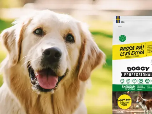 Glad golden retriever bredvid en påse Doggy Professional hundfoder med 1,5 kg extra.