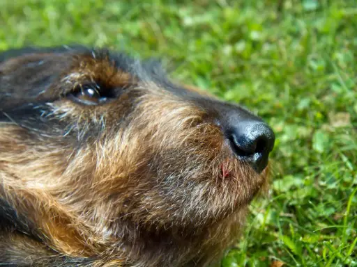 En hund med ett litet sår på nosen, kanske efter ett ormbett. Hunden ligger i gräset.