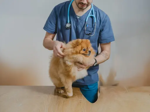 Veterinär undersöker en fluffig Pomeranian. Hunden kan ha problem med urinsten.