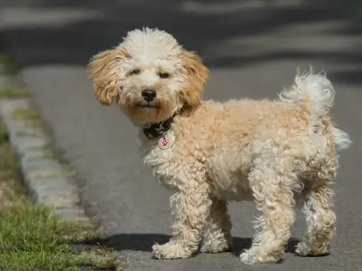 En söt cavapoo med lockig päls står på en asfalterad stig. Dess cavapoo storlek är perfekt för en lekfull följeslagare.