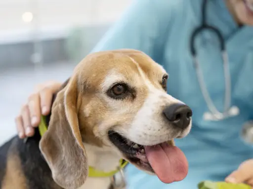 En beagle med kolit hund får tröst av en veterinär.