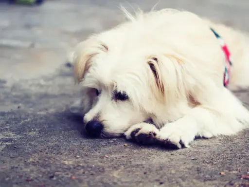 En fluffig, vit hund med en färgglad halsduk ligger uttråkad på marken.