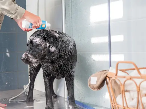En person häller vanligt schampo till hund över en blöt, svart labrador i en dusch.