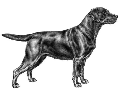 Svart labrador i profil, tecknad med detaljerad päls och muskulatur. En vacker illustration som visar en sund labrador vikt.