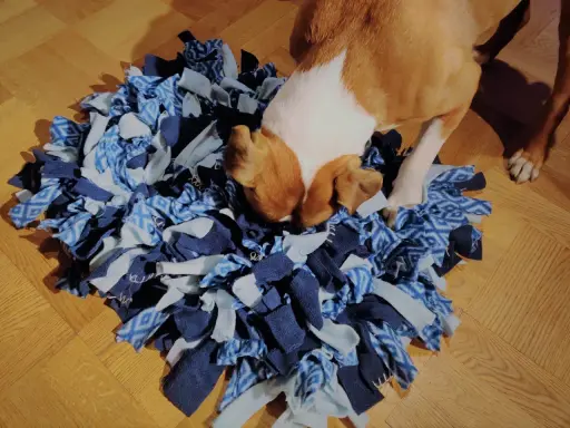 En brunvit hund nosar ivrigt i en blå aktivitetsmatta hund, gömd godis väntar på att hittas.