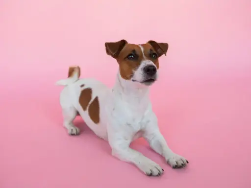 En söt Jack Russell terrier ligger på en rosa bakgrund. Kanske är den lite orolig för att den har ett jack russell problem?