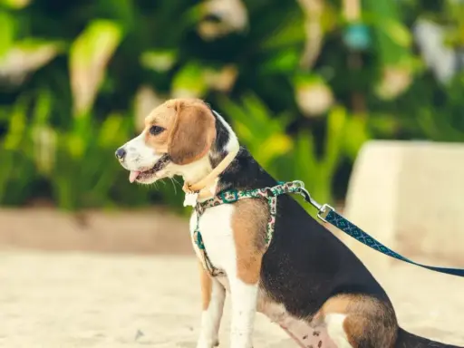 En beagle sitter på sanden med ett färgglatt hundkoppel på 3 meter.