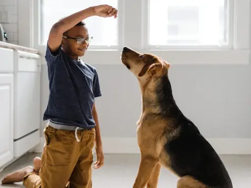 En pojke tränar sin hund, som sitter uppmärksamt och väntar på en godbit. Hundars beteende är fascinerande att observera.