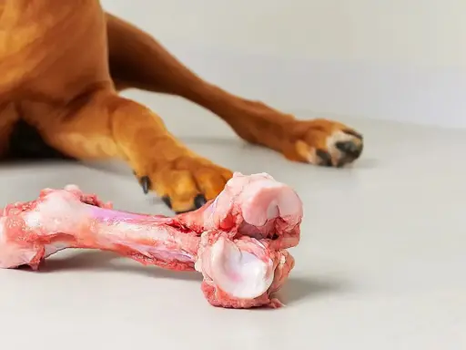 En hund njuter av ett saftigt tuggben, perfekt för att hålla tänderna starka och rena.