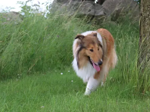 En vacker, rakad hund med lång, gyllene päls och vit krage går genom högt gräs vid en trädstam.