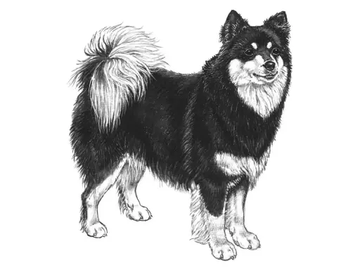 En teckning av en finsk lapphund med fluffig svans. En frisk finsk lapphund vikt är viktig för dess välmående.