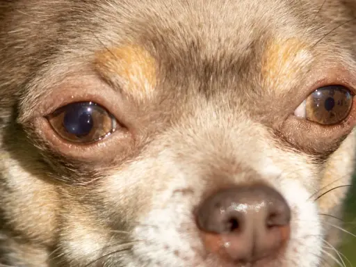 Närbild på kcs hunds ögon och nos. Den vänstra ögat har en gråaktig grumling.