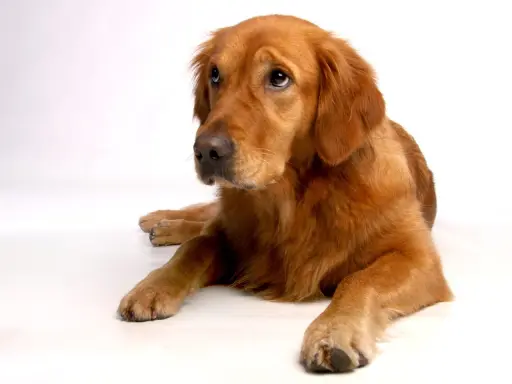 En vacker golden retriever, kanske den friskaste hundrasen, ligger lugnt på en vit bakgrund och tittar uppåt med sina vänliga ögon.