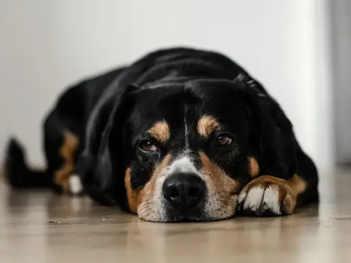 En trött hund med magkatarr ligger på golvet och ser lite ledsen ut.