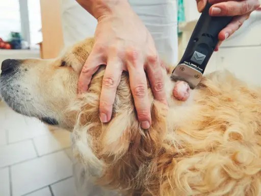 En veterinär rakar bort ett lipom på en golden retriever. Dessa lipom hund bilder visar en vanlig åkomma.
