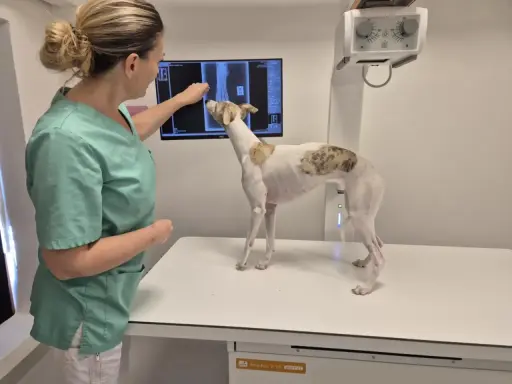 Veterinär granskar röntgenbild av hundens tass. Ortopedi hund är viktigt för att diagnostisera problem.