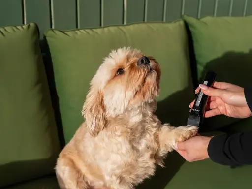 En hundtrimmer Moser används för att klippa en söt hunds tassar.