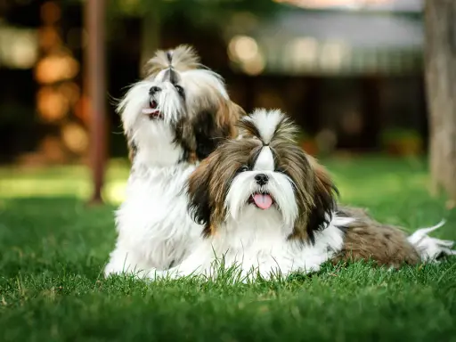 Två söta shih tzu-hundar med fluffig päls och tofsar i håret sitter på en gräsmatta.