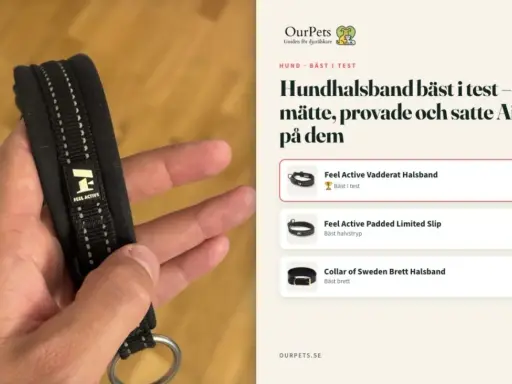 En hand håller ett vadderat dressyrhalsband med stopp för hund, märkt "Feel Active". Test av hundhalsband.