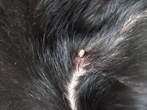 En fästing har satt sig i pälsen på en tbe hund.